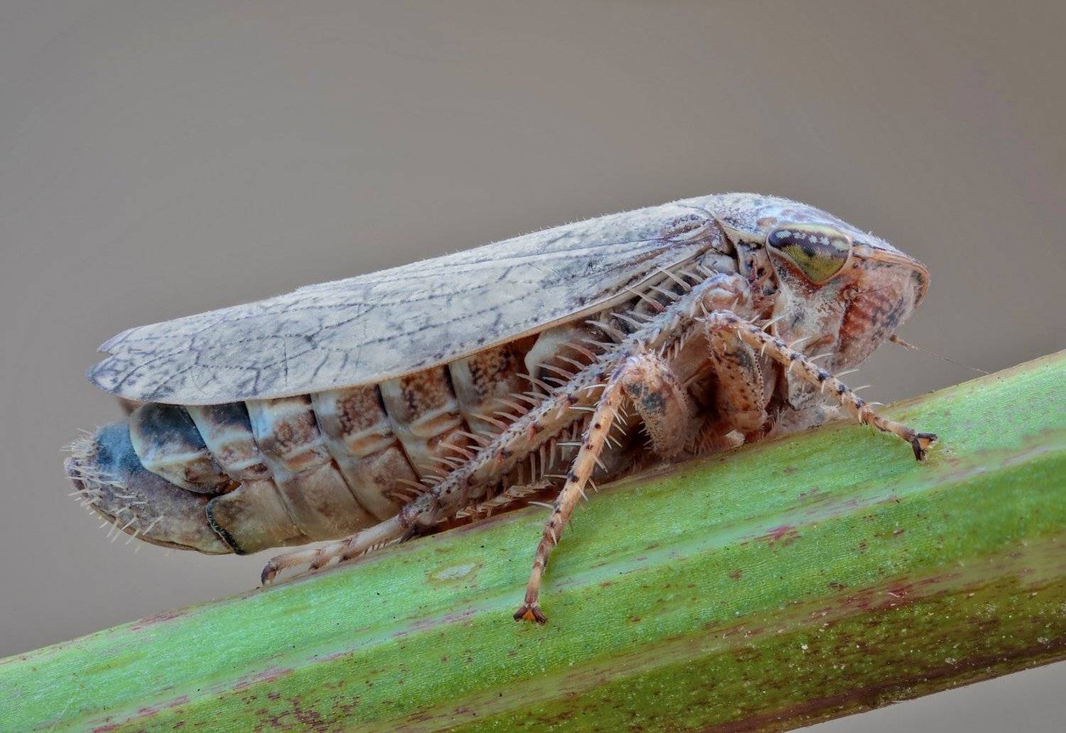 , Вадим Ходаковский