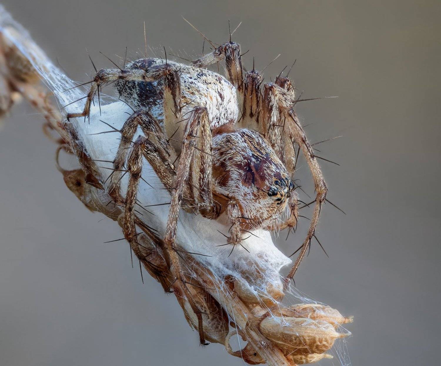 , Вадим Ходаковский