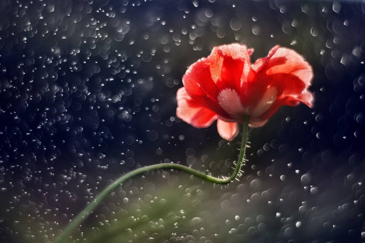 Primoplan 58mm, Елена Галицкая