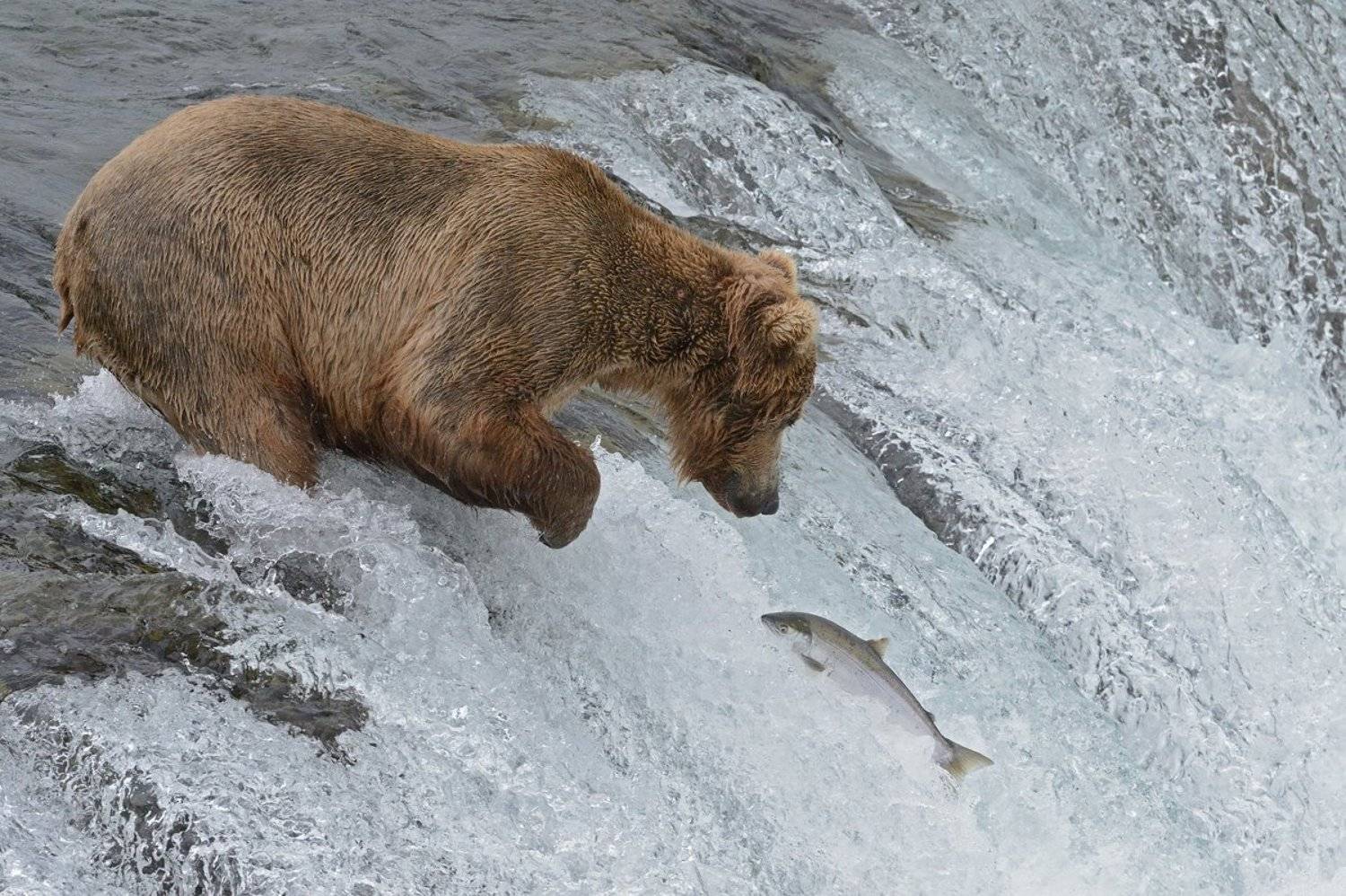 , Алексей Тищенко