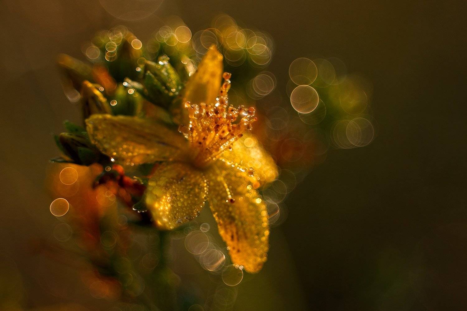 , Bogn&aacute;r P&eacute;ter