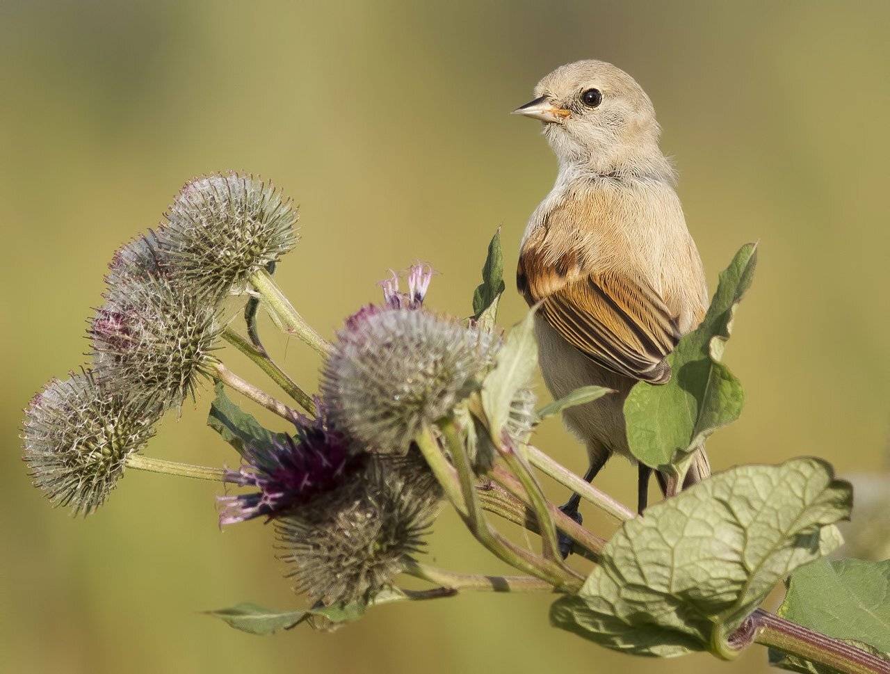 Ремез, Ляпустин Юра