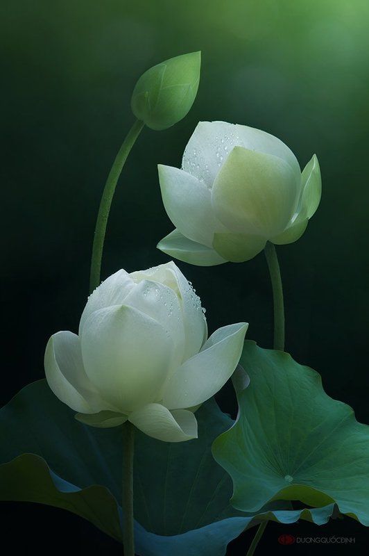 Lotus фото превью