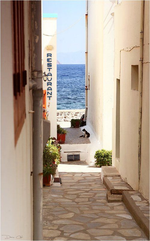 греция, остров, нисирос, кошки, портрет, город, улочка По улочкам острова Нисирос фото превью