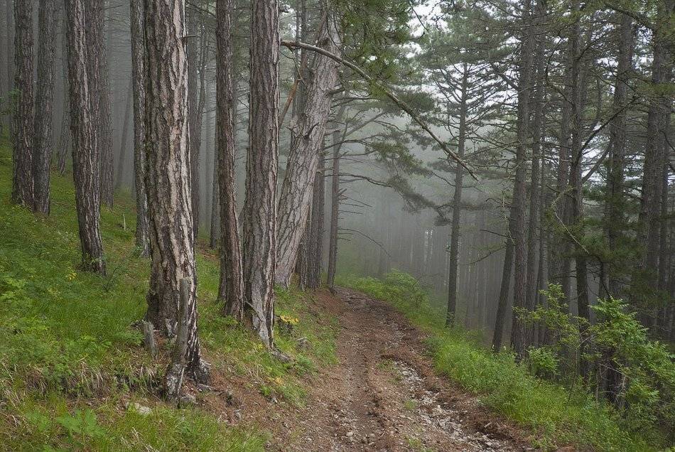 , Саша  Вайсберг / Waldschnepfe /