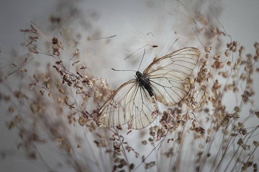 , Svoboda Andreeva