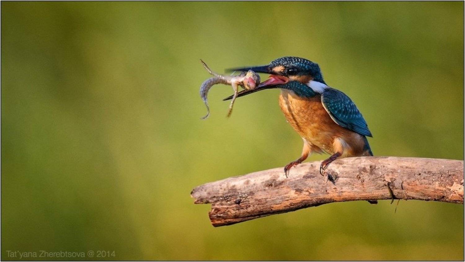 , Татьяна Жеребцова