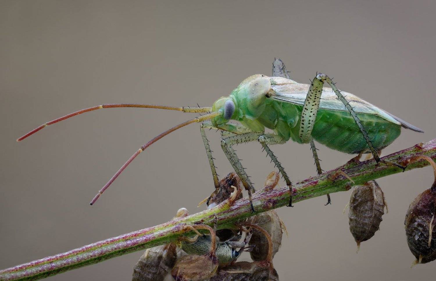 , Вадим Ходаковский