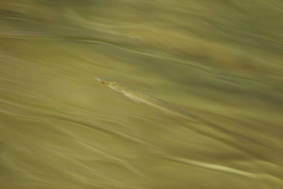 , Иваненко Светлана