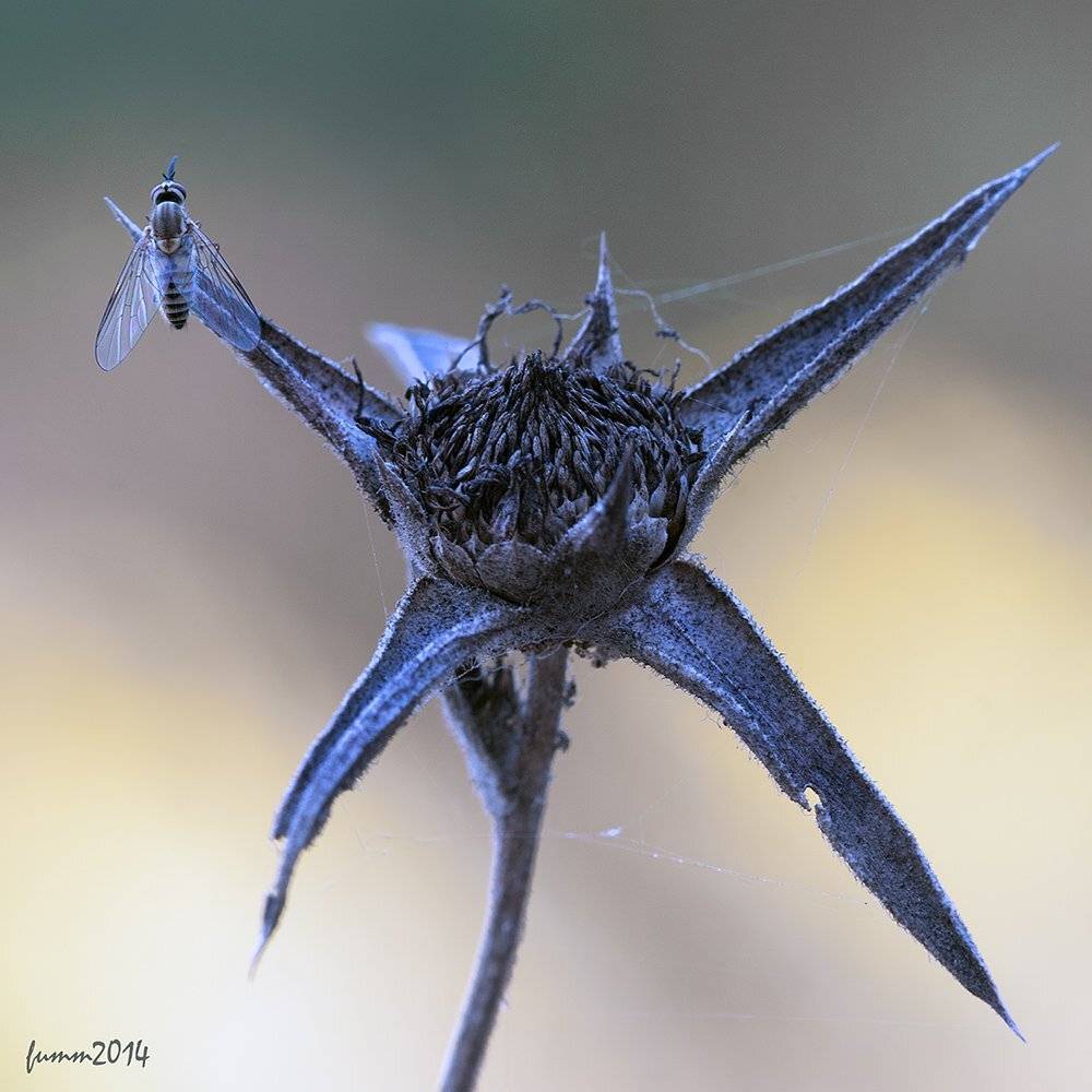 , Игорь ФУММ