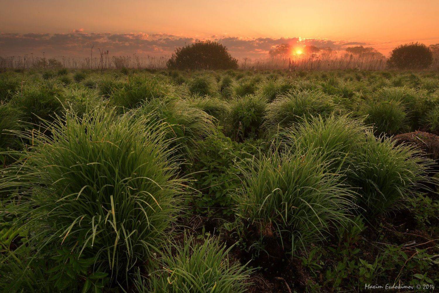 , Максим Евдокимов