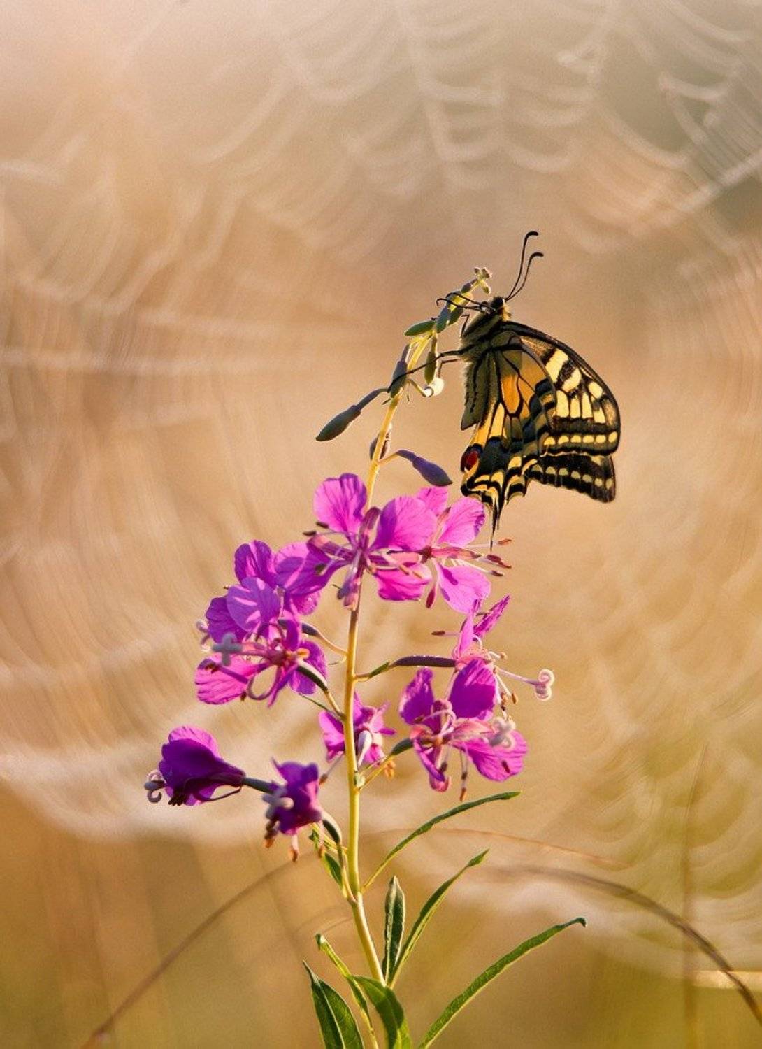 , Вячеслав Мищенко