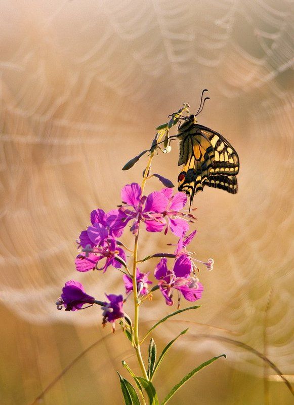 Краски лета. фото превью