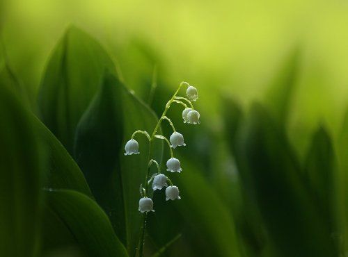 Лесная серия