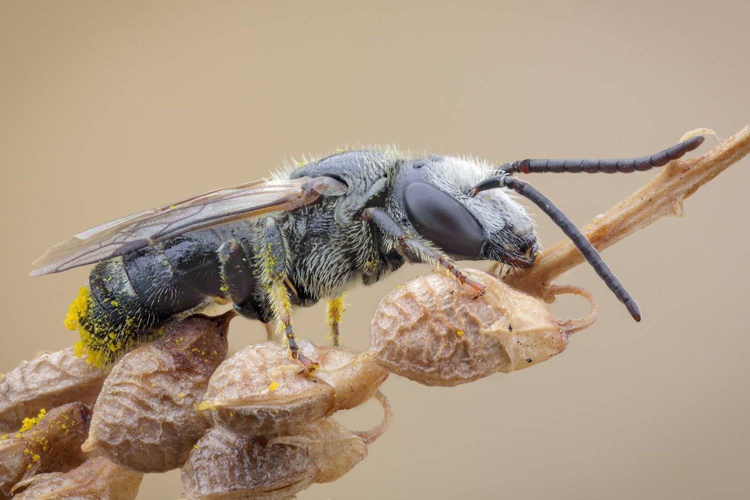 , Вадим Ходаковский