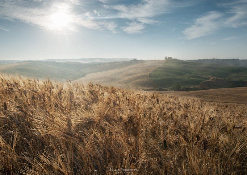 колосья солнца фото превью