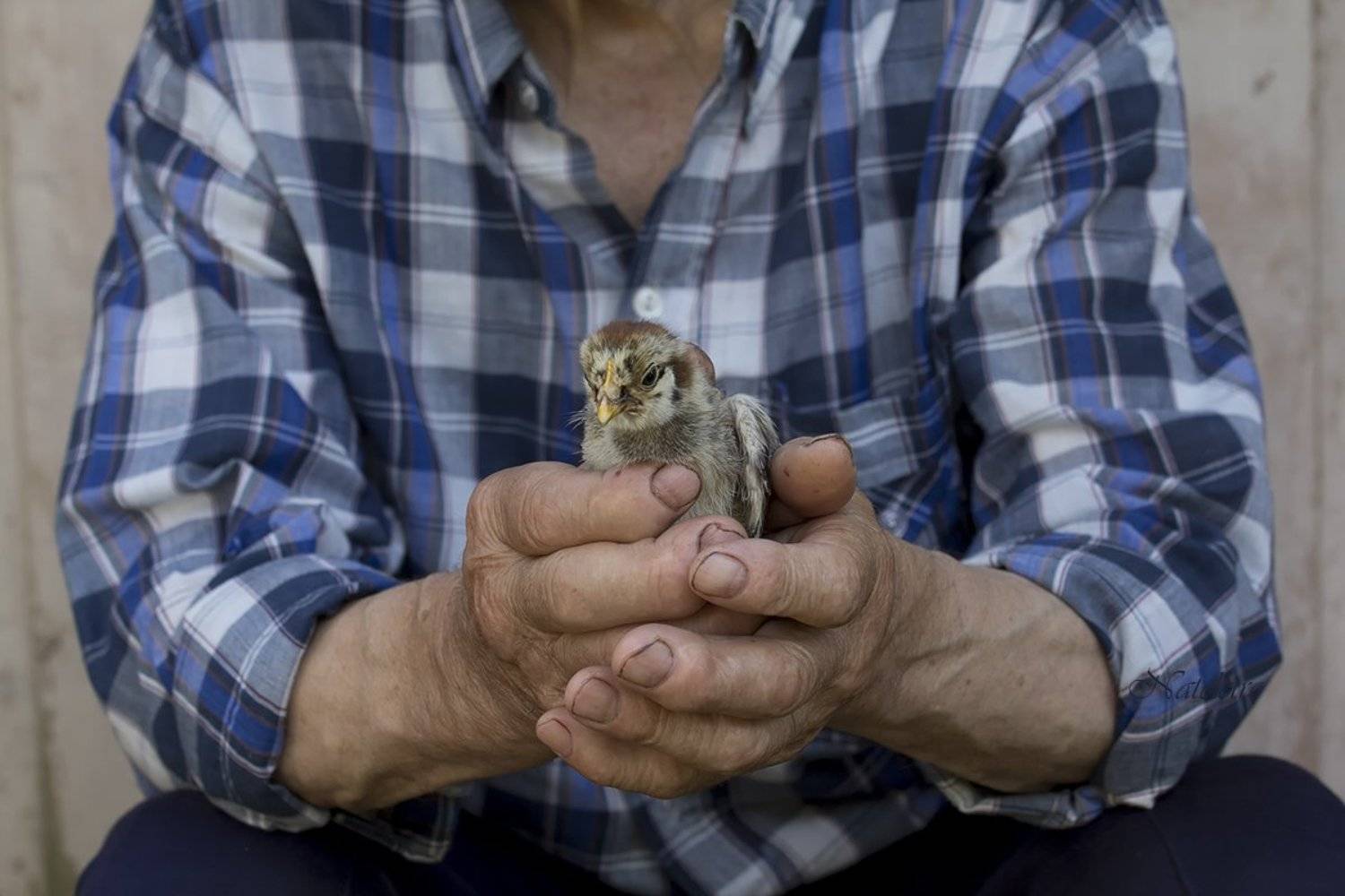 , Наталья Кузнецова (Nateletro)