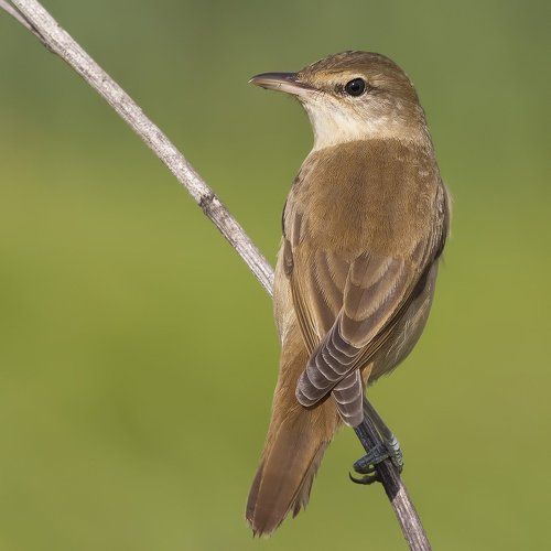 Great reed warbler