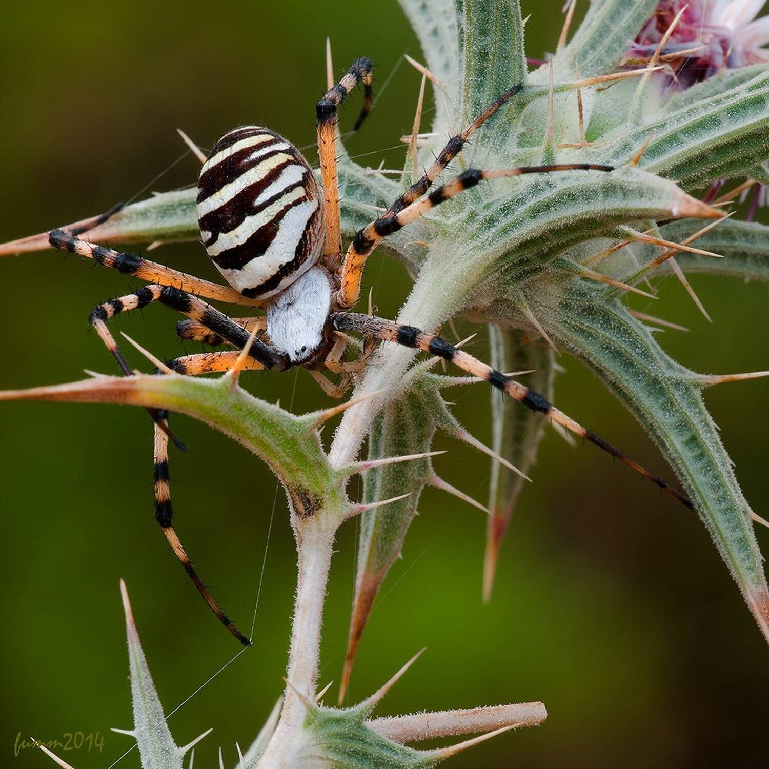 , Игорь ФУММ