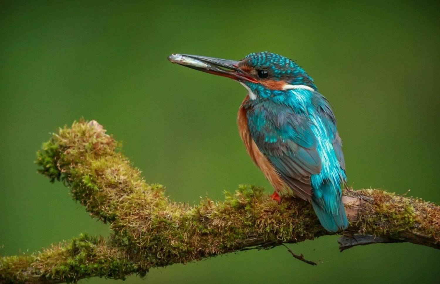 Kingfisher, Зимородок, Птица с рыбкой, Саров, Фотоохота, Экзотическая птица, Яркое оперение, Александр Чибиркин