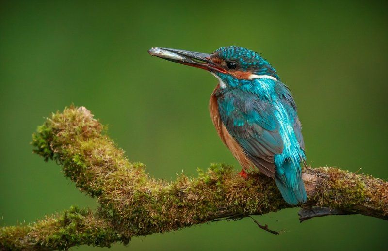 Kingfisher, Зимородок, Птица с рыбкой, Саров, Фотоохота, Экзотическая птица, Яркое оперение Когда семеро по лавкам фото превью