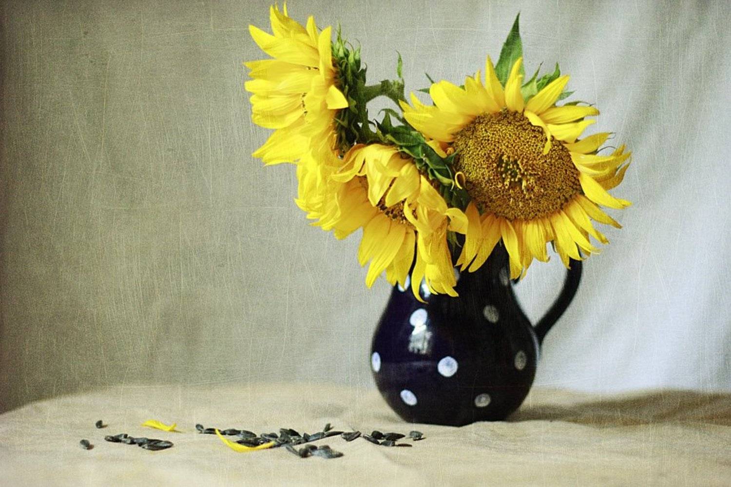 Подсолнухи, Семечки, ジュリア