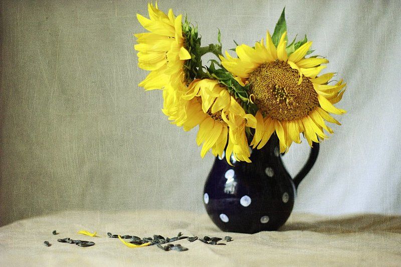 Подсолнухи, Семечки Семки фото превью