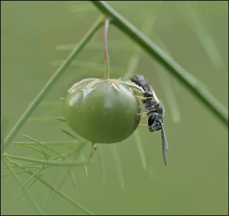 Очень маленькая птичка... фото превью