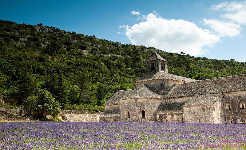 Bus фото превью