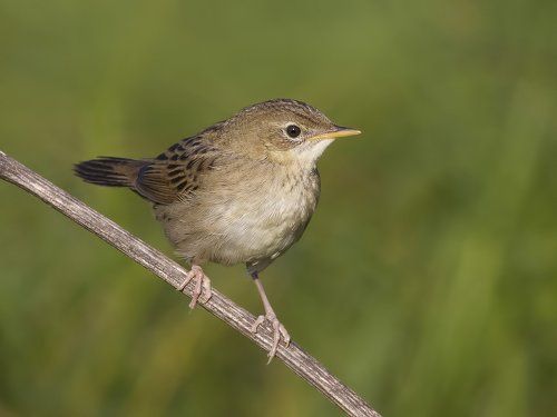 Обыкновенный сверчок (лат. Locustella naevia).