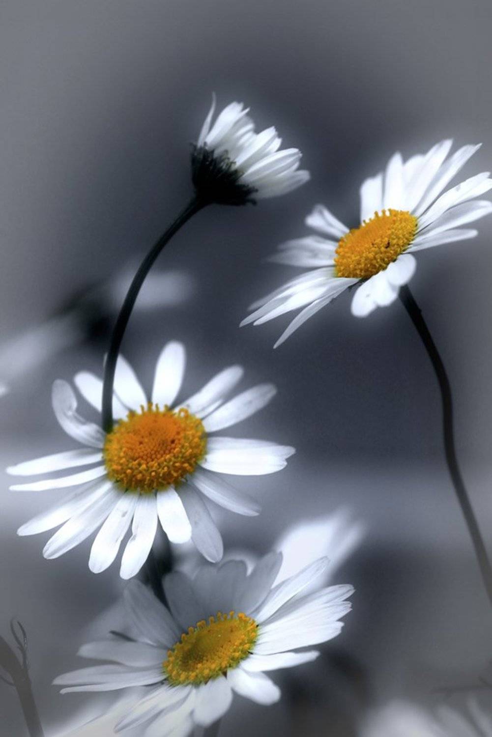 , Валерия Струнникова