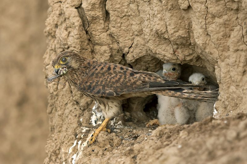 Кормилица. фото превью