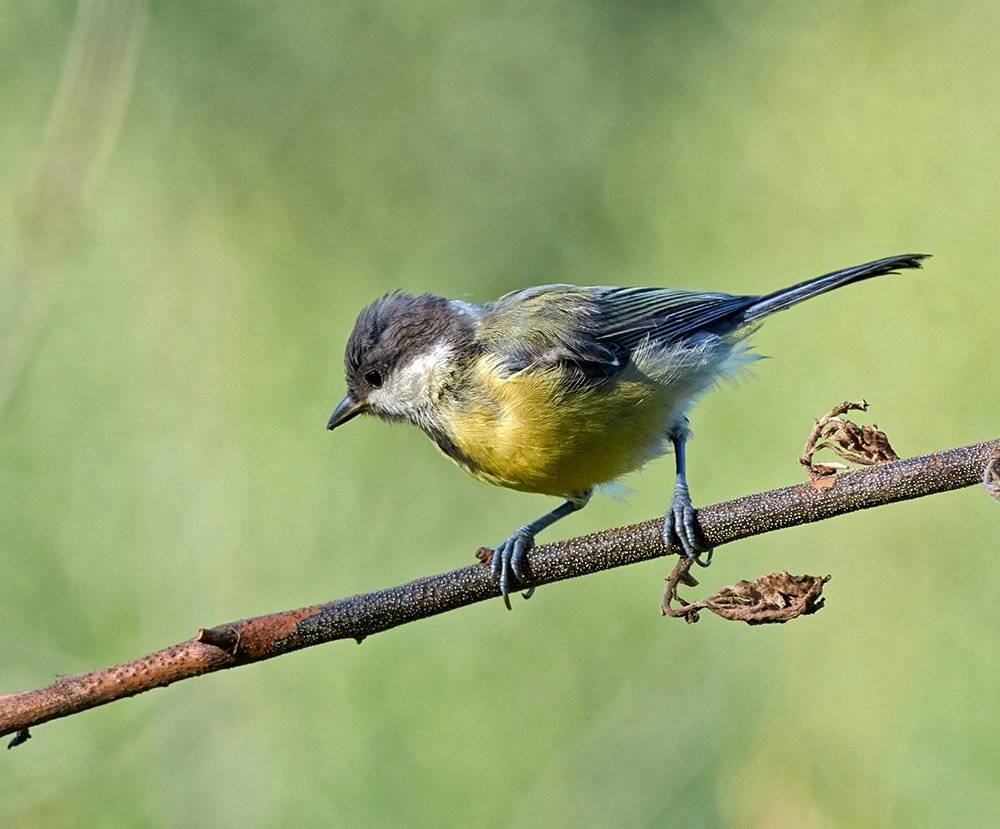 синица, Alexey Gnilenkov