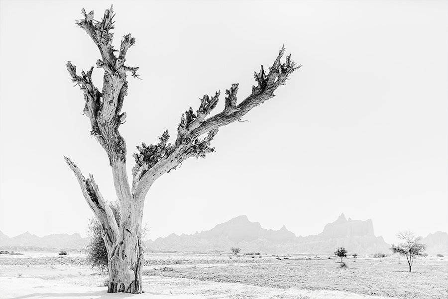 иран, мекран. пакистан, пустыня, горы, сухое дерево, Дмитрий Дубиковский