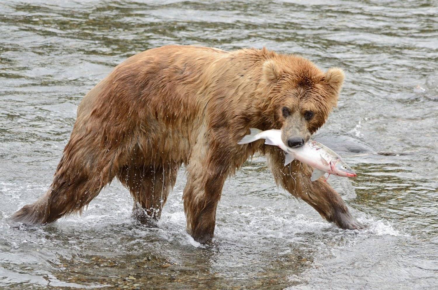 , Алексей Тищенко