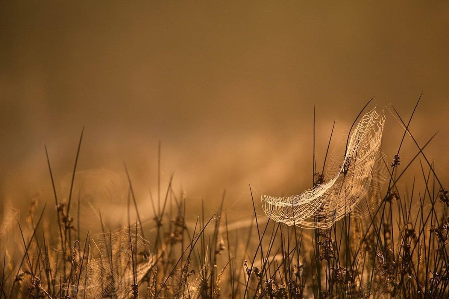 , Вячеслав Мищенко