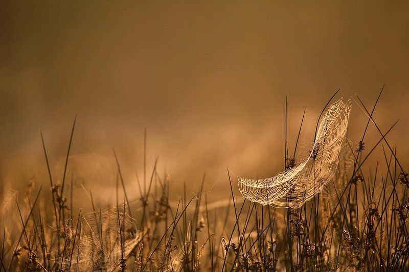Полет души. фото превью