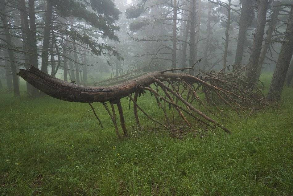 , Саша  Вайсберг / Waldschnepfe /