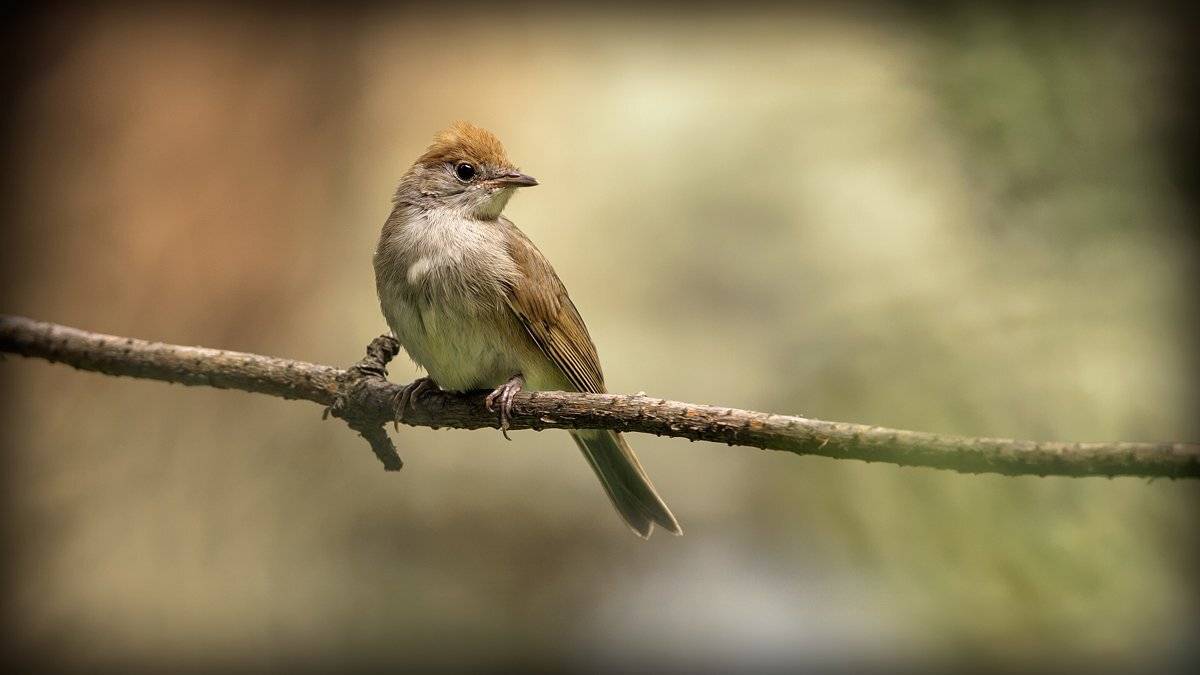 , Валерий Субачев