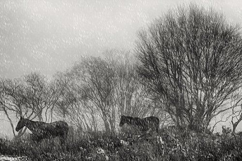 Snowy Day