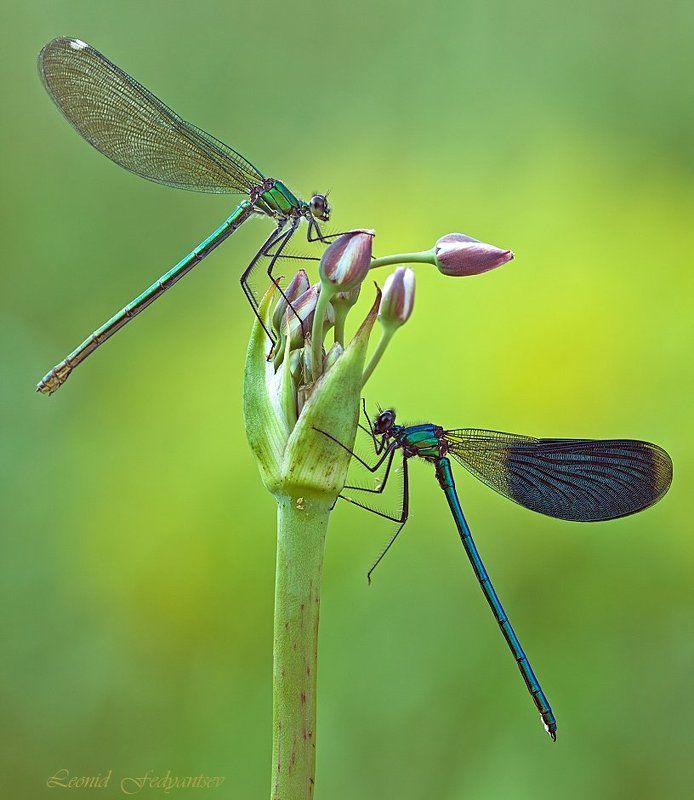 Семейный портрет фото превью