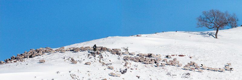 羊 фото превью