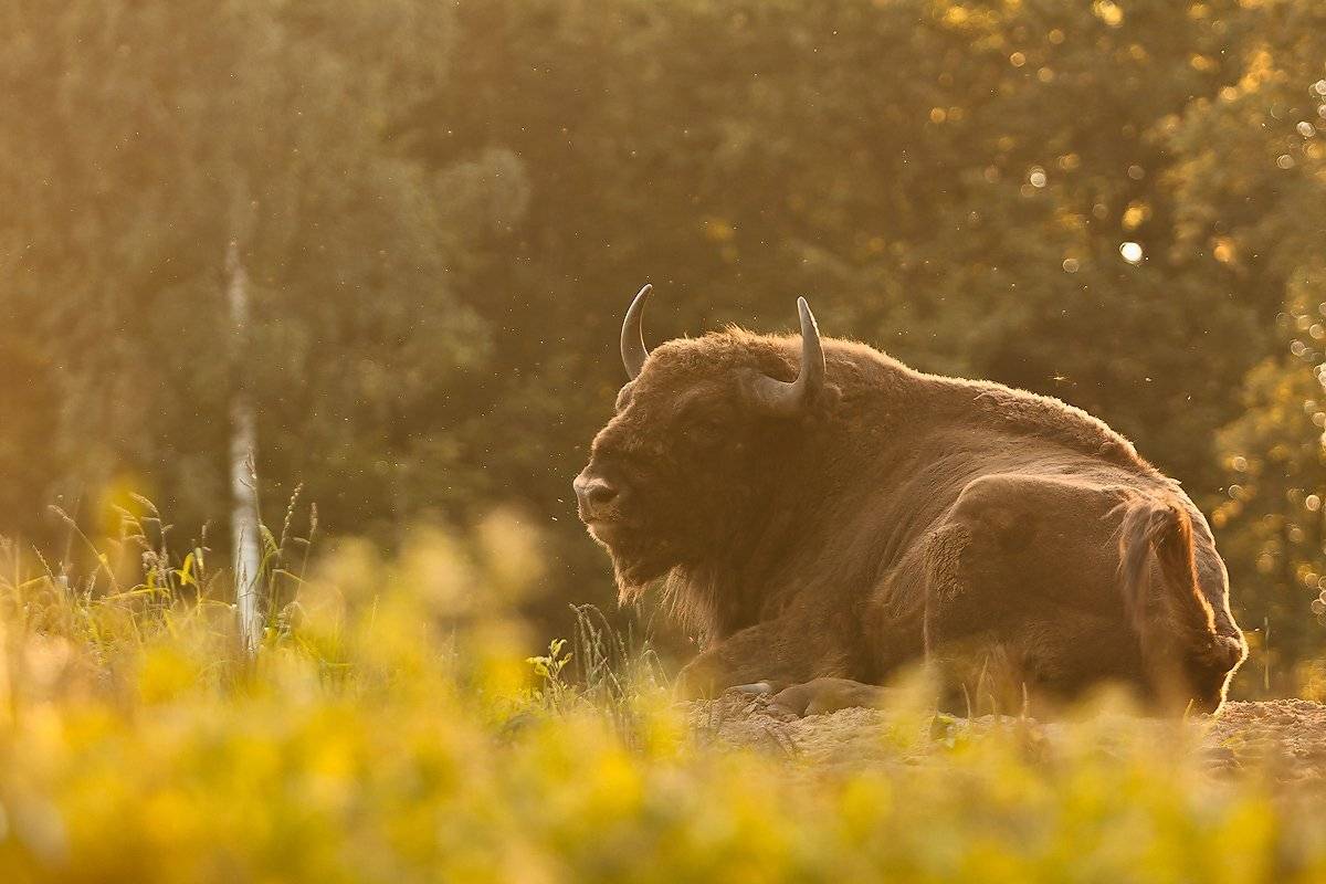 , Łukasz Sok&oacute;ł