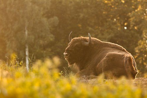 King of the forest