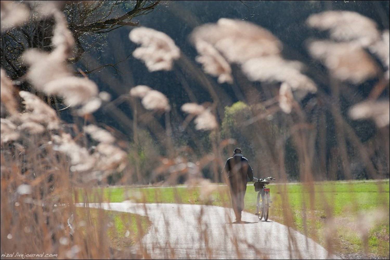 , Алексей Низовцев