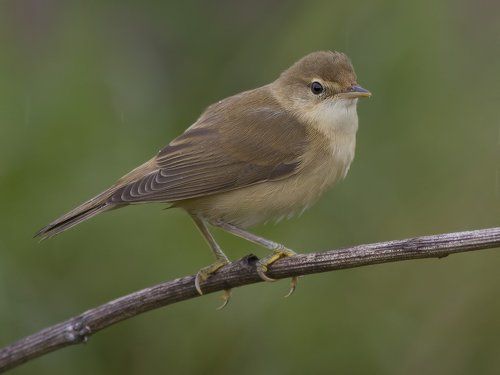 Болотная камышевка (Acrocephalus palustris).