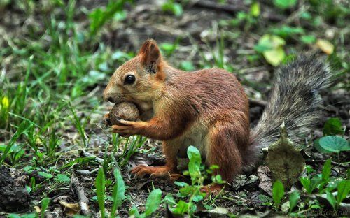 О беличьих проблемах...