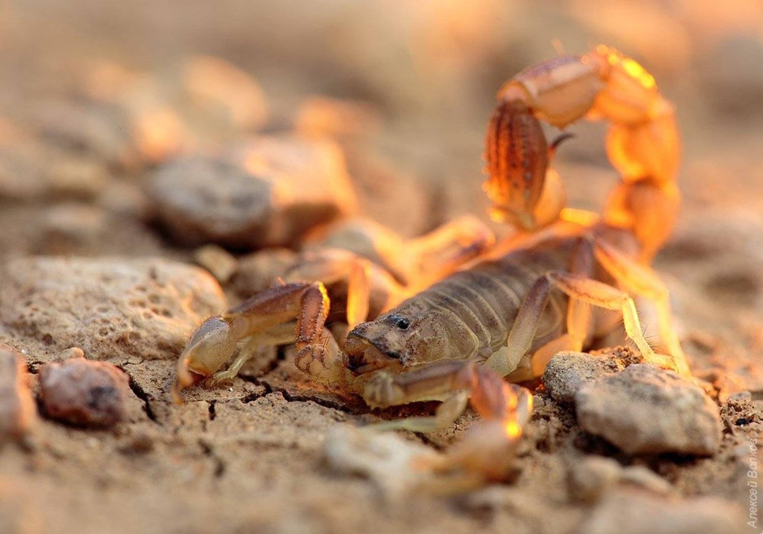 , Алексей Волков