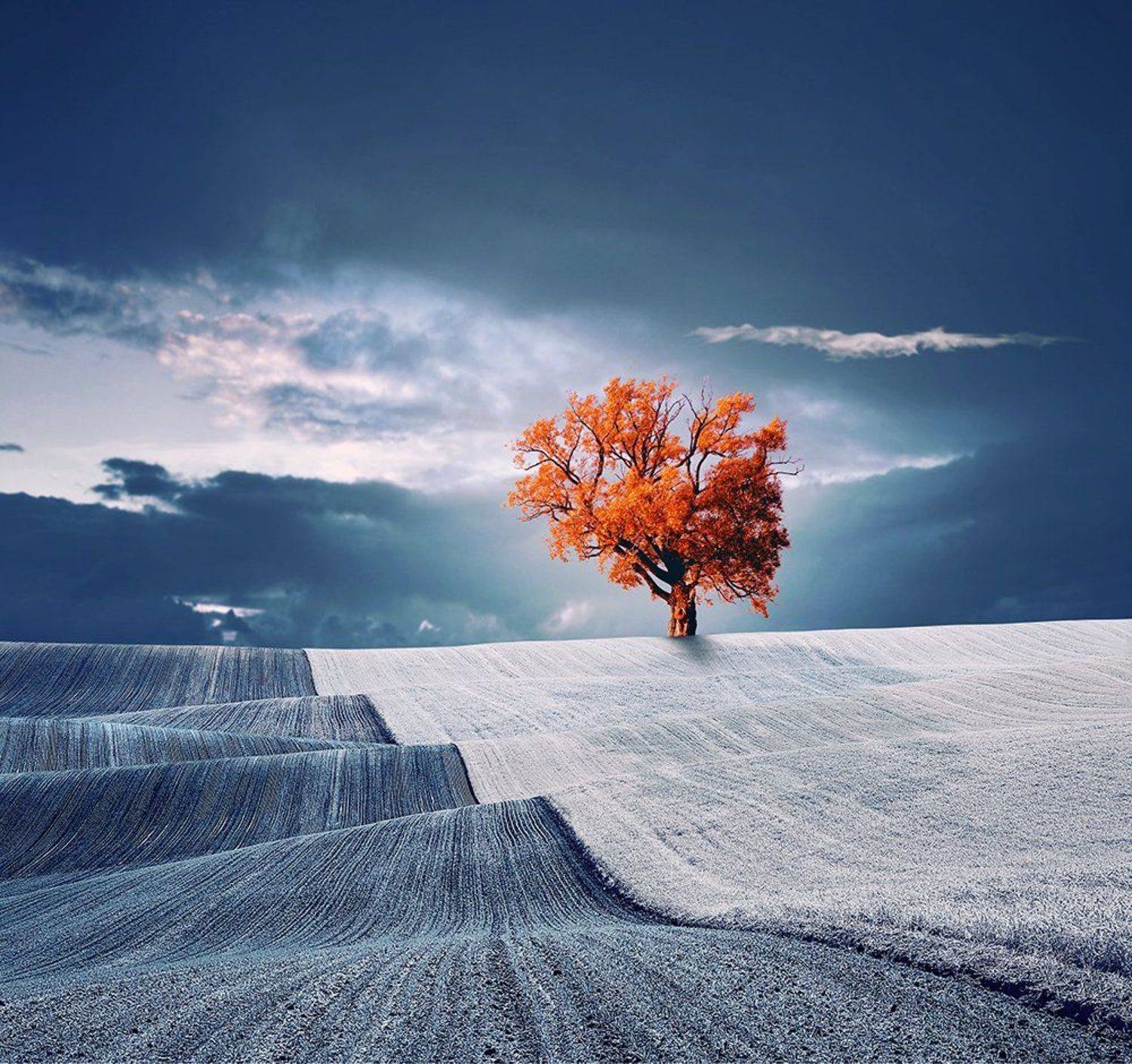, Caras Ionut