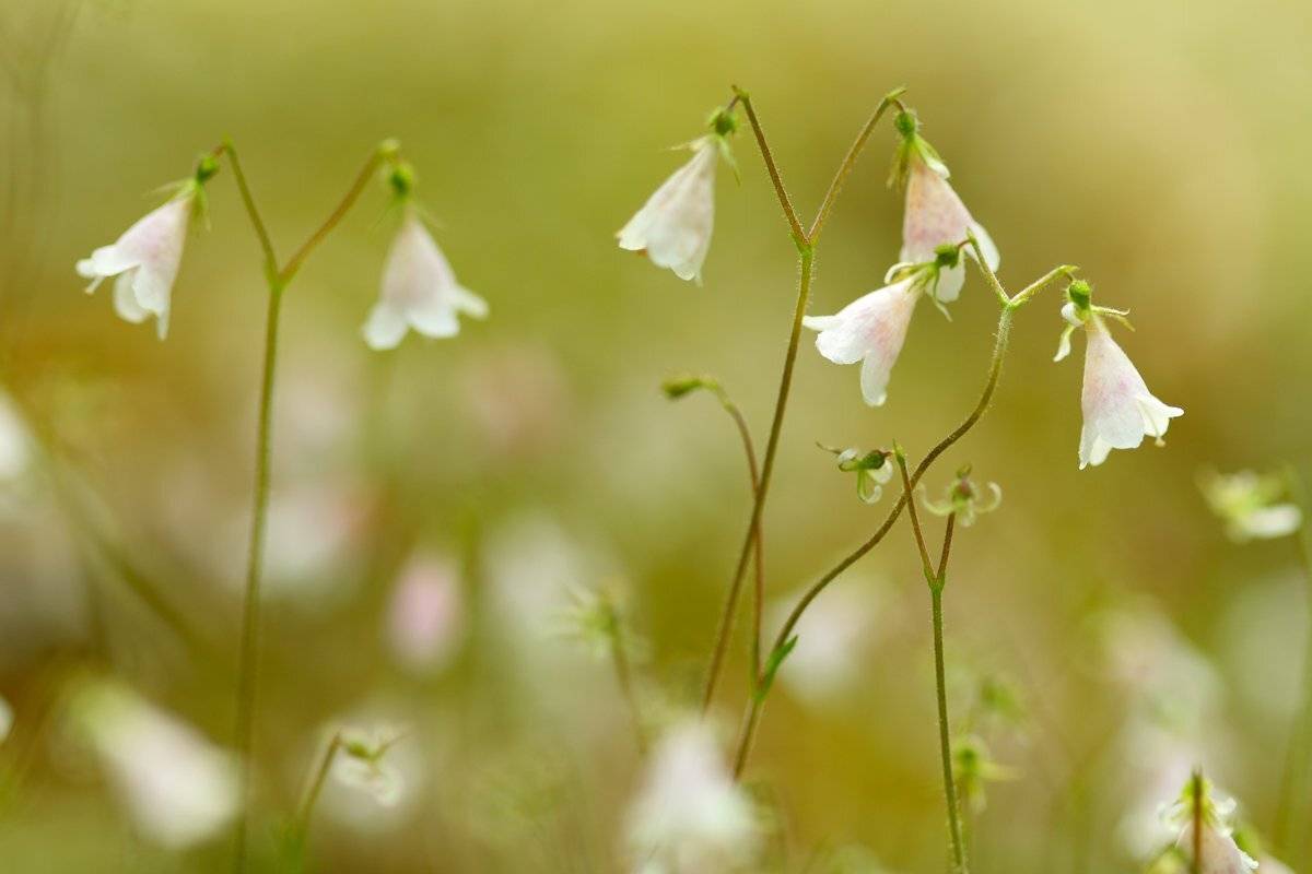 , Сергей Кузнецов
